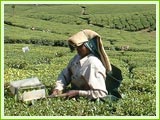 Tea Plantaion, Munnar